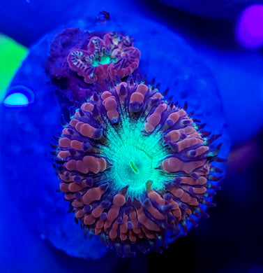 Pink & Teal Blastos