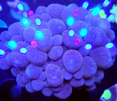 Pink Bubble Coral
