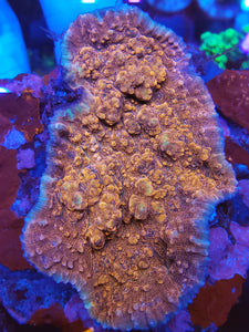 Indo Metallic Red Chalice Colony
