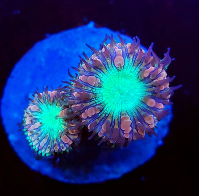 Pink & Teal Blastos