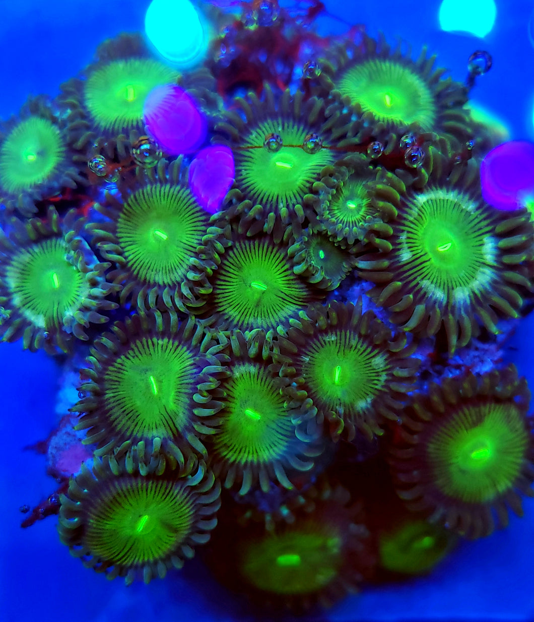 Green People Eater Mini Colony