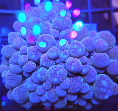 Pink Bubble Coral
