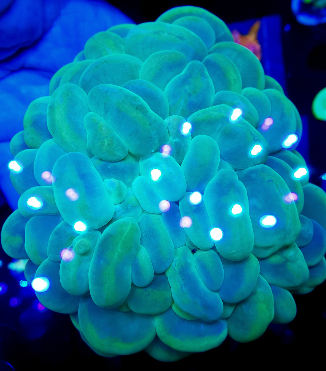 XXL Indo Neon Pearlescent Bubble Coral