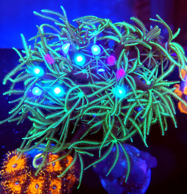 Pipe Organ Coral