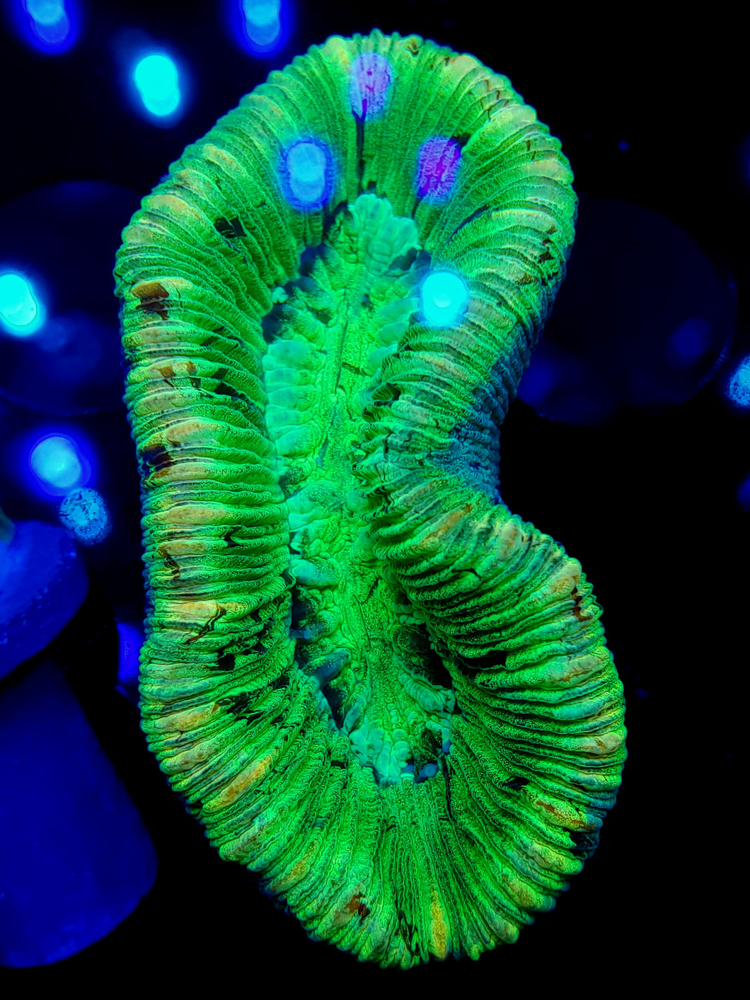 Neon Green Splatter Trachy