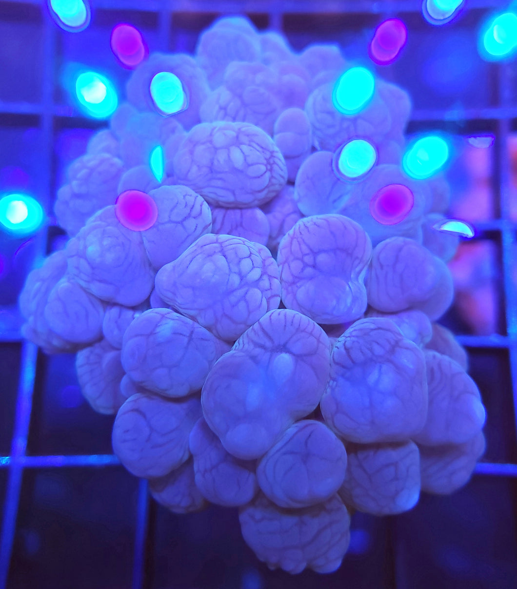Pink Bubble Coral sm