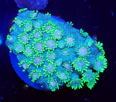Pink Center Ultra Green Goni
