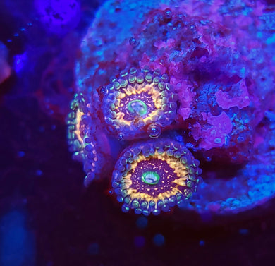 Pink Zipper Zoas