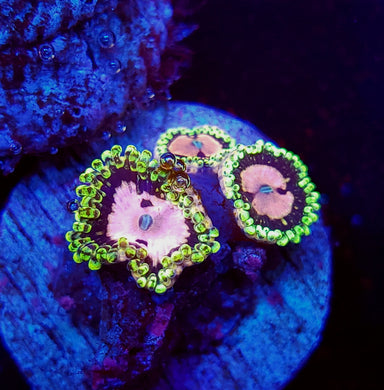 Pink Diamond Zoas