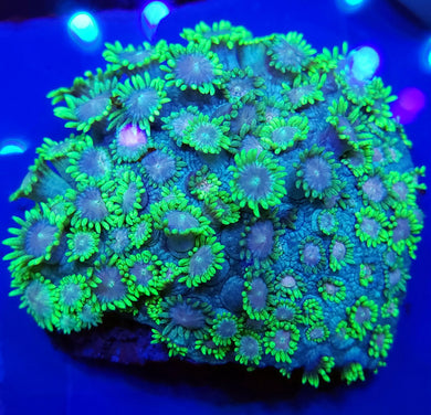 Pink Center Ultra Green Gonipora Disk