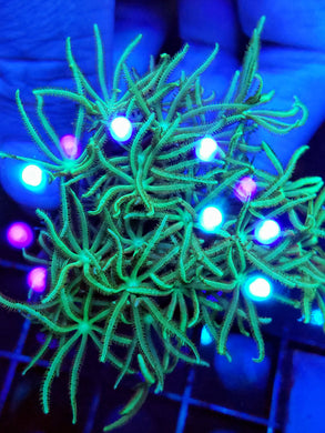 Pipe Organ Coral