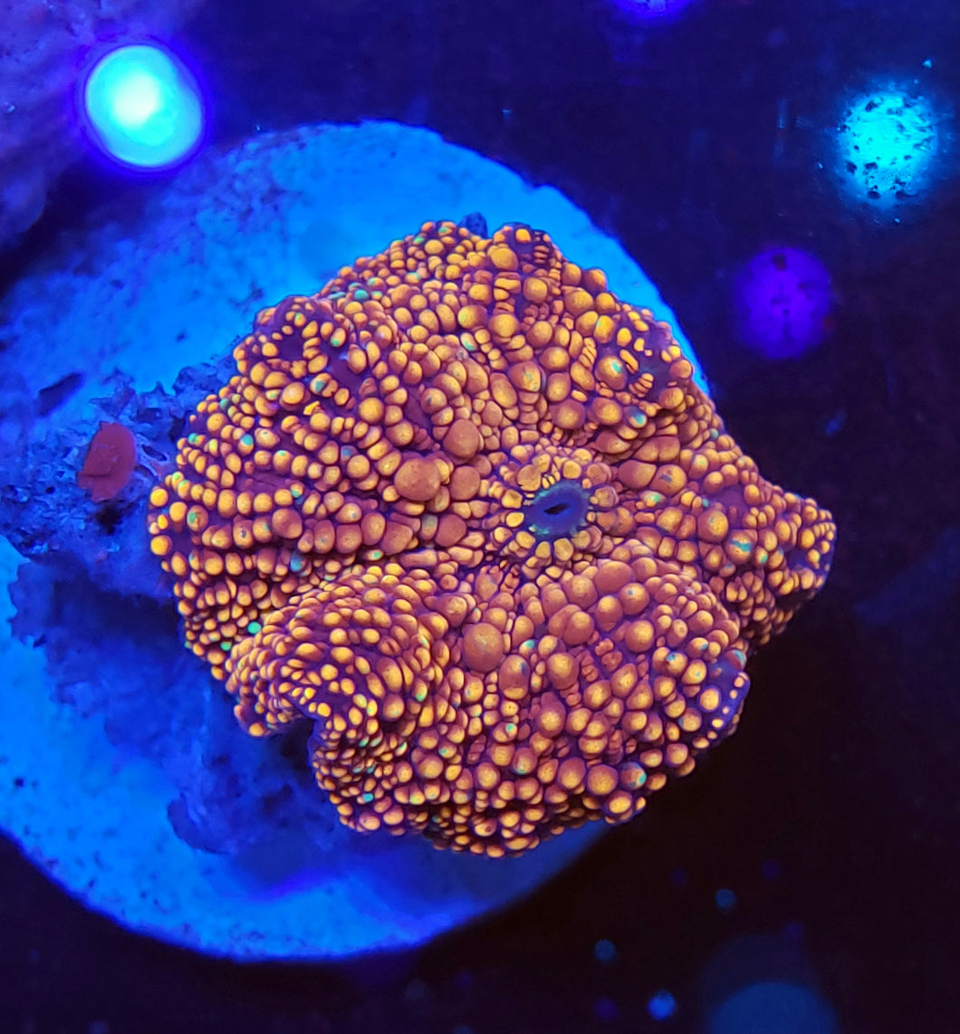Ultra Orange Blue & Green Speckle Innerstellar Mushroom