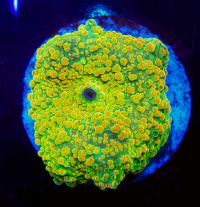 Ultra Innerstellar Mushroom
