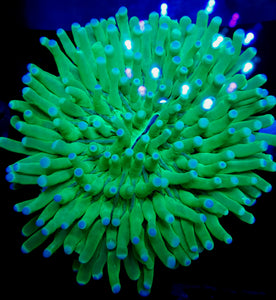 XXL Ultra Blue Tip Long Tentacle Plate Coral
