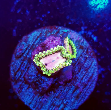Pink Diamond Zoas