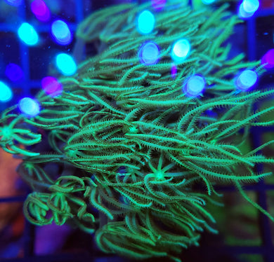 Pipe Organ Coral