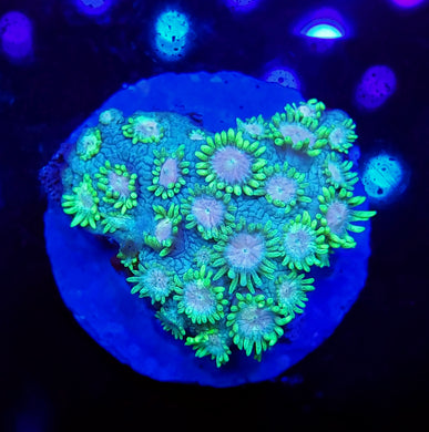 Pink Center Neon Green Goni