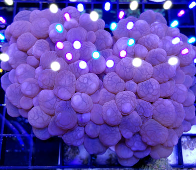 Pink Bubble Coral