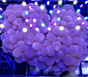 Pink Bubble Coral
