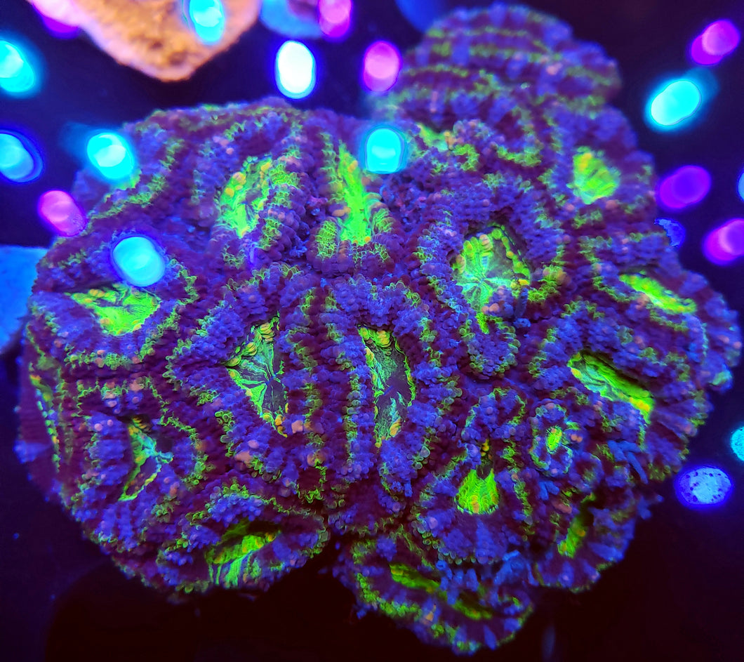 Inner Swirl Ultra Green & Purple Acan Colony