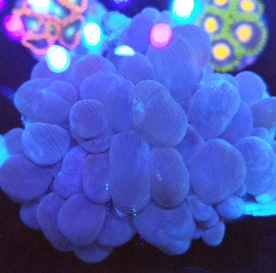 Pink Bubble Coral sm