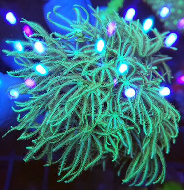 Pipe Organ Coral