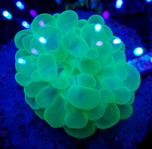 Indo Highlighter Bubble Coral