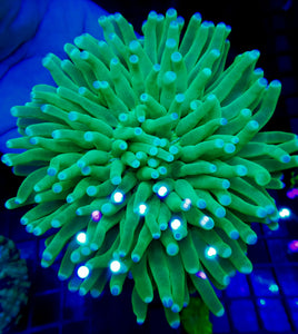XXL Bicolor Tip Ultra Long Tentacle Plate Coral