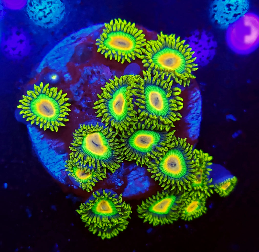 Rasta Zoas