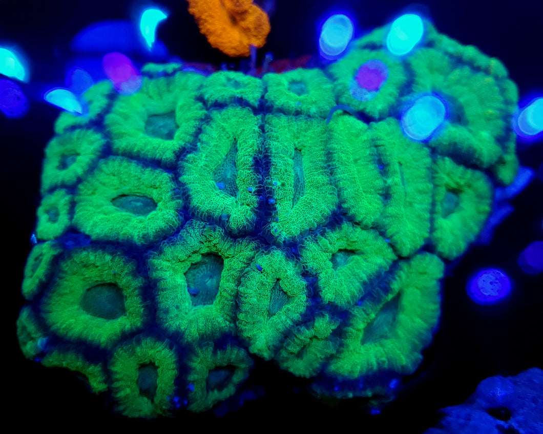 Green Acan Colony