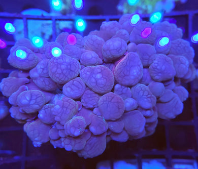 Pink Bubble Coral