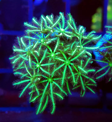 Pipe Organ Coral