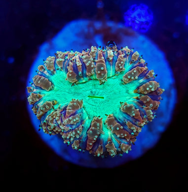 Pink, Blue & Teal Blasto