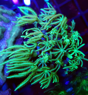 Pipe Organ Coral