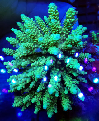 Paladin Acro frag