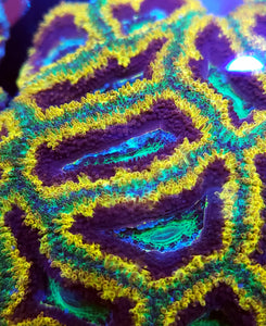 Exalted Royalty Acan frag