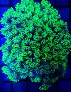 Ultra Toxic Gonipora Colony