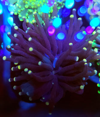 Peach Tip Purple Torch