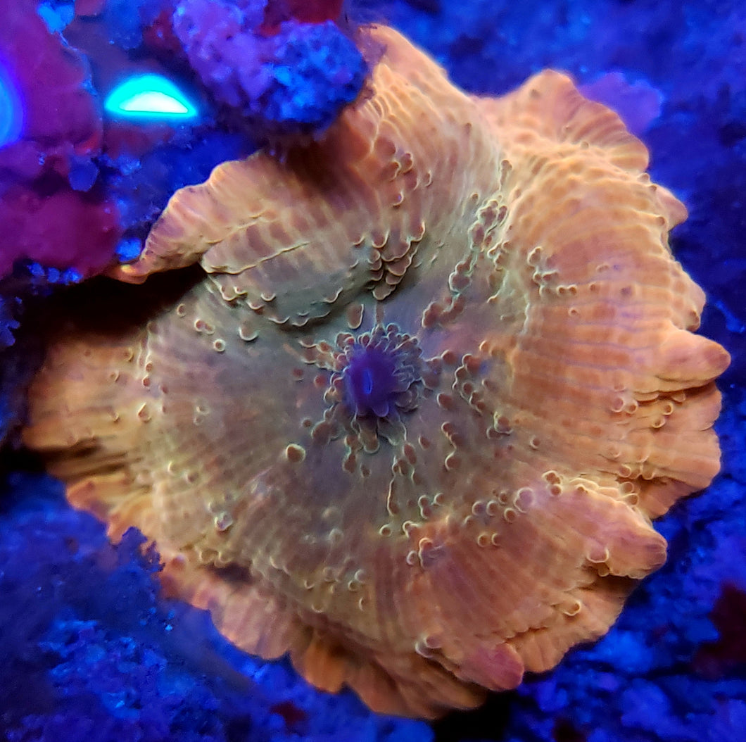 Rainbow Discoma Mushroom