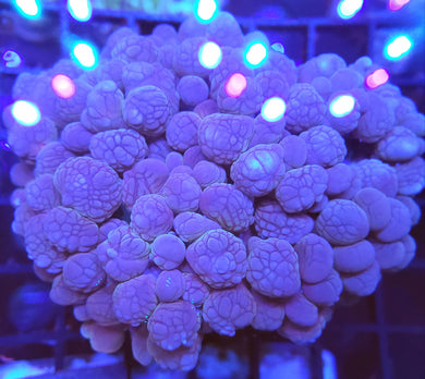 Pink Bubble Coral