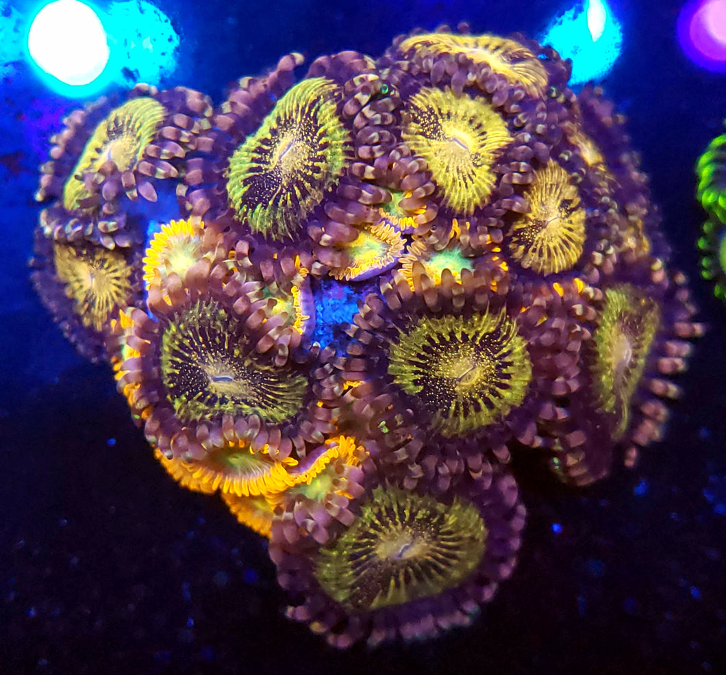 Sakura Sunrise + Spitfire Zoa Combo