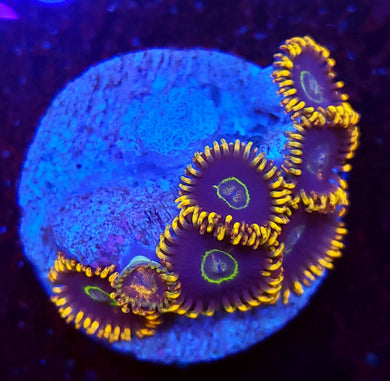Rainbow Hornet Zoas