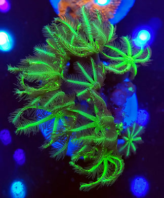 Pipe Organ Coral