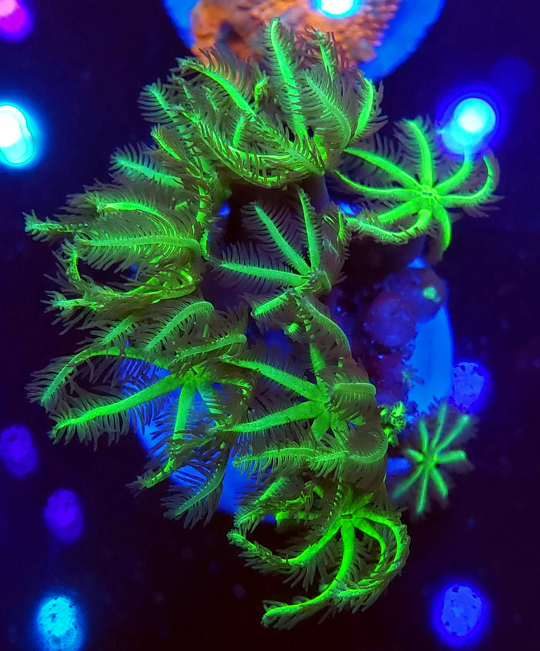 Pipe Organ Coral