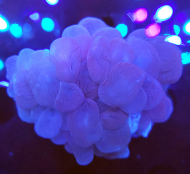 Pink Bubble Coral