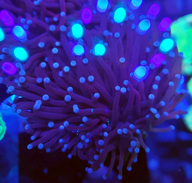 Pink Tip Purple Torch
