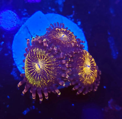 Pandora Zoas