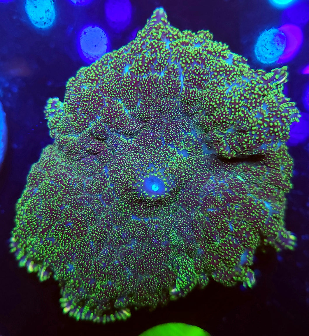 XL Green Bubbly Mushroom