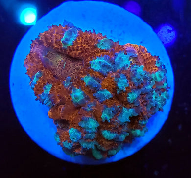 Peppermint Acans
