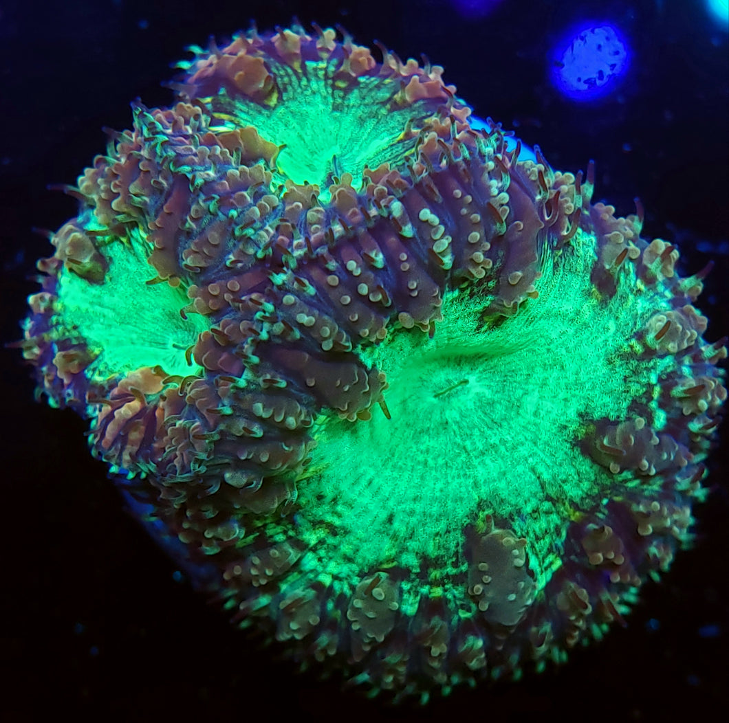 Pink & Teal Blastos